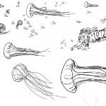 meduses-dorees-line