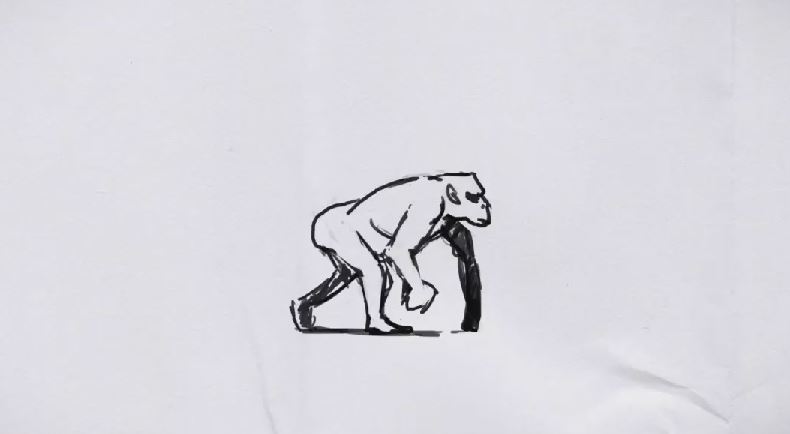 Animation de marche, primate