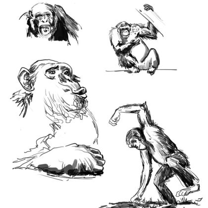 Étude de primates