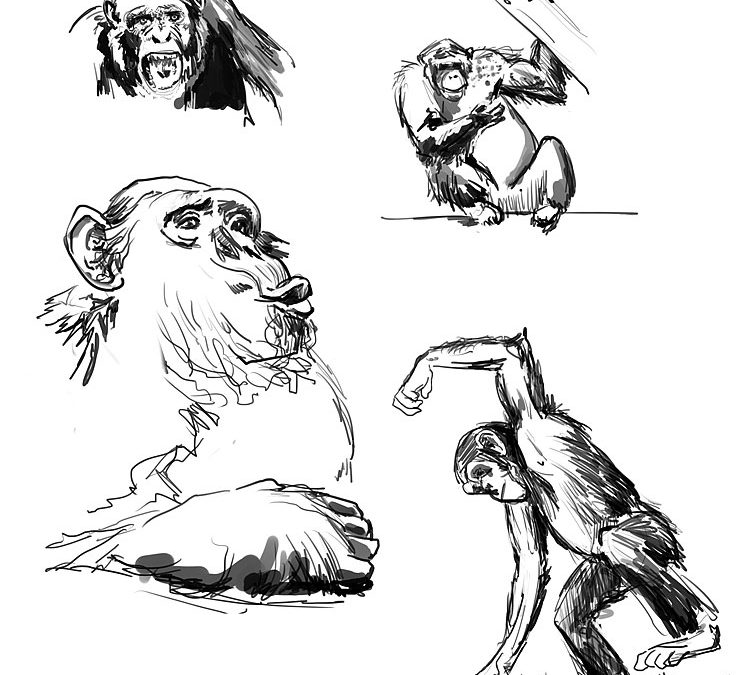 Étude de primates