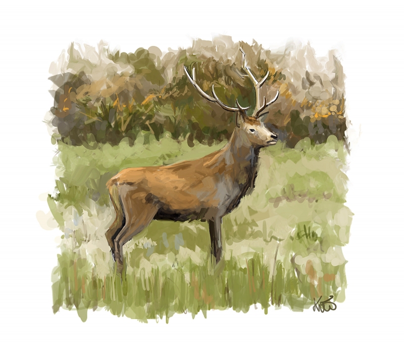 Cerf, speed painting