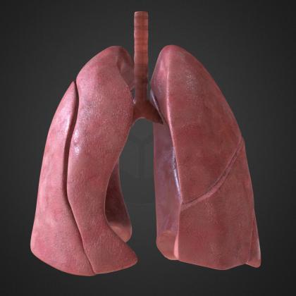 Images médicales : modélisation de poumons humain