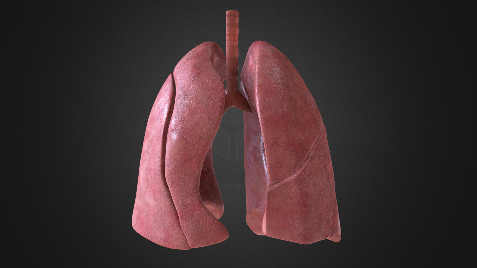 Images médicales modélisation de poumons humain Kiwimage